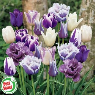 Perfect Purple Tulip Blend Thumbnail